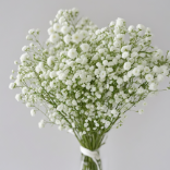 Pure White Baby's Breath / Gypsophila · White & Cream