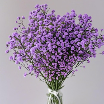 Purple Tinted Baby's Breath / Gypsophila · Purple & Lavender