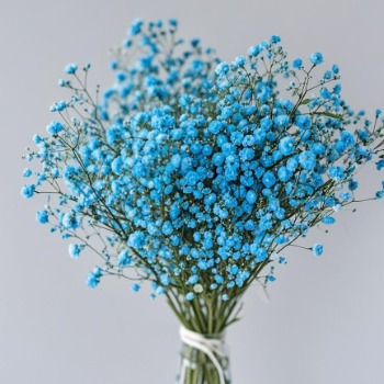 Sky-Blue Tinted Baby's Breath / Gypsophila · Blue