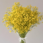 Sunny Yellow Tinted Baby's Breath / Gypsophila · Yellow & Gold