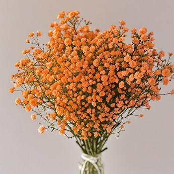 Tangerine Orange Tinted Baby's Breath · Orange & Coral