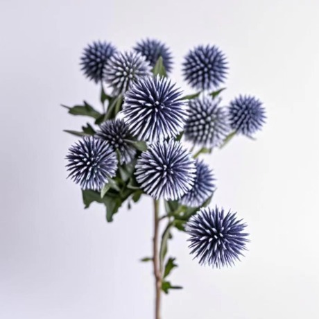 Blue Sea Holly / Eryngium Planum Thistle · Blue