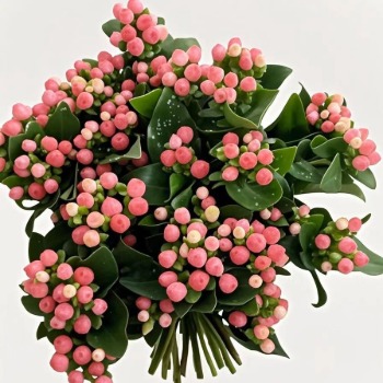Blush Pink Hypericum Berries · Pink & Blush