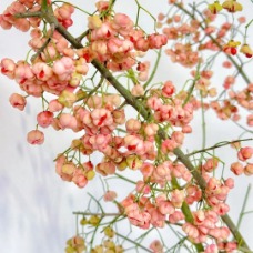 Coral-Orange Spindle Tree Berry Branches · Orange & Coral