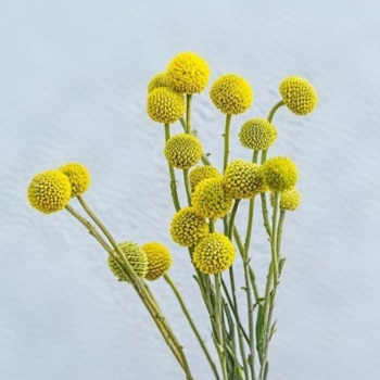 Craspedia / Billy Buttons · Yellow & Gold