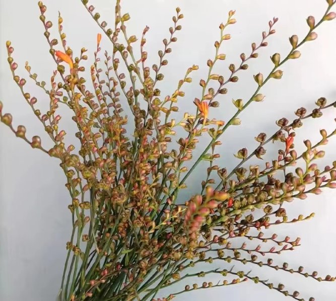 Golden-Orange Autumn Sea-Buckthorn Berry Branches · Orange & Coral