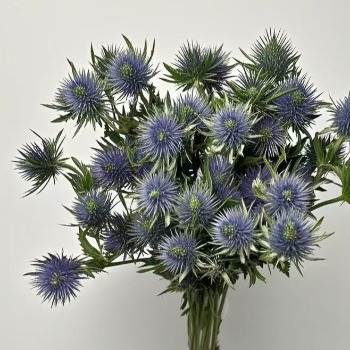 Jumbo Blue Star Eryngium / Giant Sea Holly · Blue