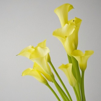 Black Magic / Golden Yellow Mini Calla Lily · Yellow & Gold