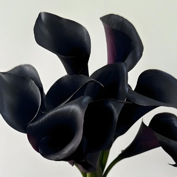 Black Star Gothic Jet-Black Calla Lily · Vintage Coffee, Terracotta & Dark
