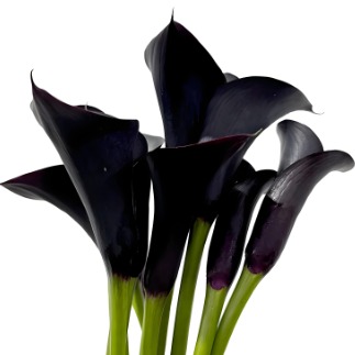 Captain Burgundy-Purple Mini Calla Lily · Purple & Lavender