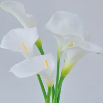 Classic Pure White Calla Lily · White & Cream