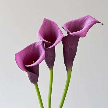 Garnet Glow Royal Purple Mini Calla Lily · Purple & Lavender