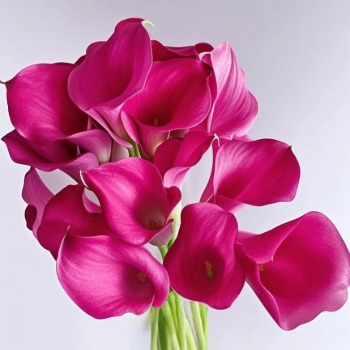 Lipstick Deep Cerise-Red Mini Calla Lily · Red
