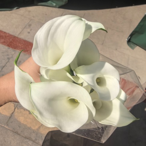 Mambo Creamy Ivory-White Mini Calla Lily · White & Cream