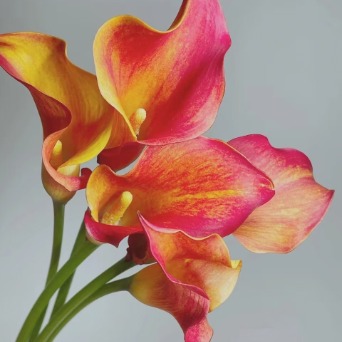 Mango Sunset Orange Mini Calla Lily · Orange & Coral