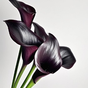 Odyssey Deep Plum-Burgundy Calla Lily · Purple & Lavender