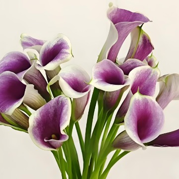 Picasso Violet-and-Cream Bicolor Calla Lily · Purple & Lavender