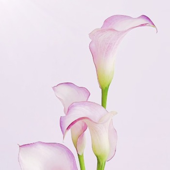 Pink-Picotee White Bicolor Calla Lily · Pink & Blush