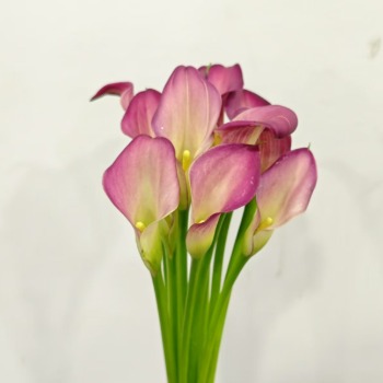 Pink Puppy Pastel Blush Mini Calla Lily · Pink & Blush