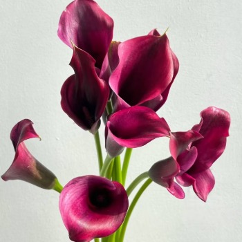 Red Charm Ruby-Red Calla Lily · Red