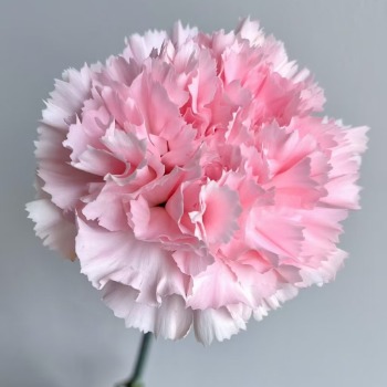 Brilliant Pink Vivid Rose-Pink Carnation · Pink & Blush