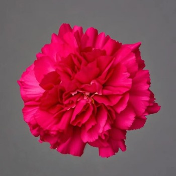 Elegant Magenta Rich Cerise-Rose Carnation · Pink & Blush
