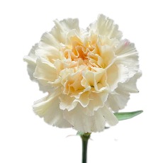 Hibiscus Cream Creamy Ivory-White Standard Carnation · White & Cream