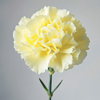 Liberty Cream Soft Buttercream-Yellow Carnation · Yellow & Gold