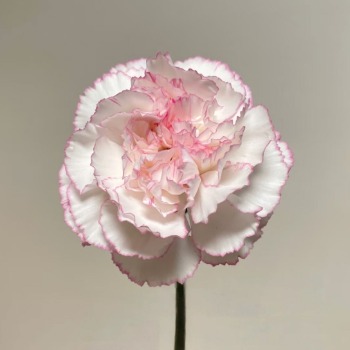 Little Angel Pastel Baby-Pink Carnation · Pink & Blush