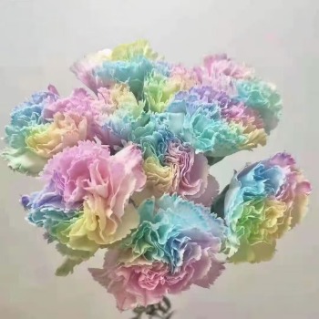 Macaron Pastel Tinted Carnation Mix · Bicolor & Multi-Color