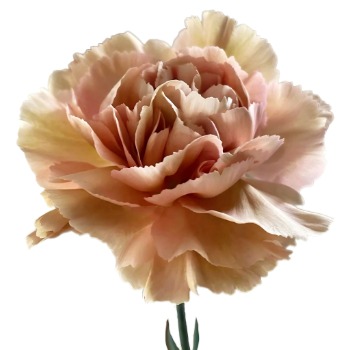 Macaron Tinted Latte-Coffee Carnation · Vintage Coffee, Terracotta & Dark