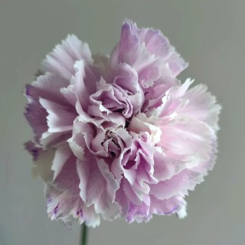 Macaron Tinted Taro-Lilac Carnation · Purple & Lavender