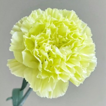 Neon Chartreuse-Green Standard Carnation · Green & Foliage