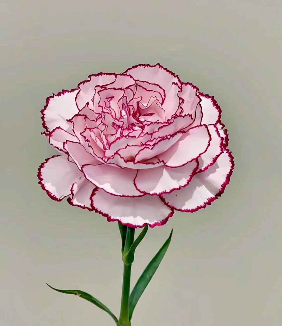 Purple Elf Lavender-Lilac Standard Carnation · Purple & Lavender