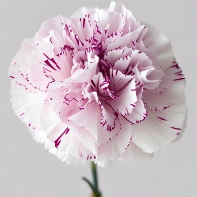 Sported Yuxiang Variegated Blush-Cream Carnation · Bicolor & Multi-Color