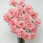 Sweetie Candy-Pink Standard Carnation · Pink & Blush
