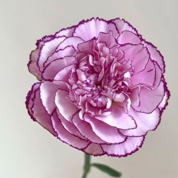Zixia Fairy Dusty Mauve-Lavender Carnation · Purple & Lavender