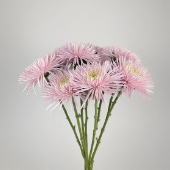 Anastasia Pink Spider Mum · Pink & Blush