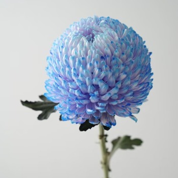 Aurora Blue Periwinkle-Blue Tinted Peony Disbud Mum · Blue