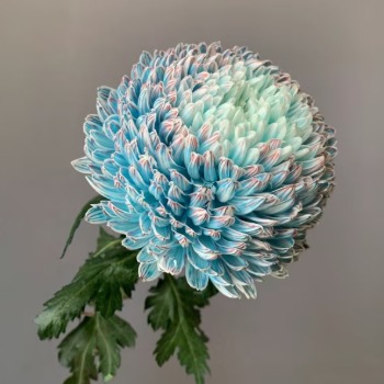 Blue & White Porcelain Tinted Peony Disbud Mum · Blue