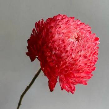 Carmine Rouge Peony-Style Disbud Mum · Red