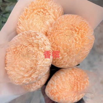 Champagne Cream Peony-Style Disbud Mum · Champagne, Peach & Apricot
