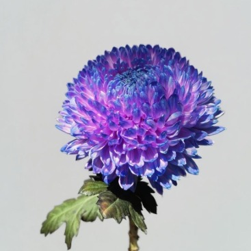 Dreamy Purple Peony-Style Disbud Mum · Purple & Lavender