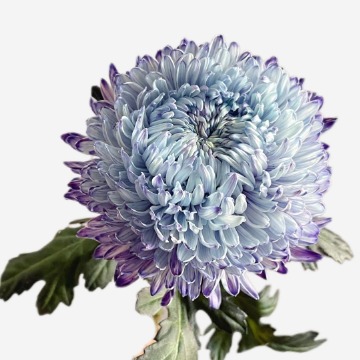 Grape Purple Peony-Style Disbud Mum · Purple & Lavender