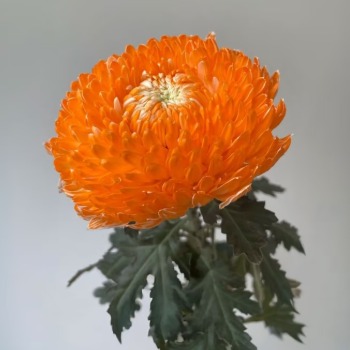 Hermes Orange Designer Peony-Style Disbud Mum · Orange & Coral