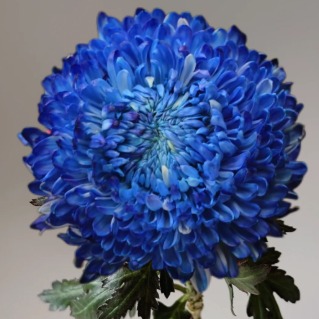 Ink-Rain Dusty Blue Peony-Style Disbud Mum · Blue