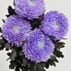 Lavender Purple Peony-Style Disbud Mum · Purple & Lavender