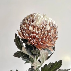 Light Coffee-Taupe Peony-Style Disbud Mum · Vintage Coffee, Terracotta & Dark