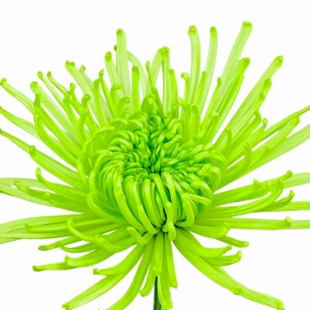 Lush Emerald Green Spider Mum · Green & Foliage
