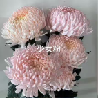 Maiden Blush-Pink Peony-Style Disbud Mum · Pink & Blush